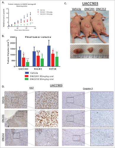 Figure 7. Efficacy of ONC212 in melanoma and liver cancer. A) relative tumor growth and B) Final tumor volume of MALME, UACC-903, and HEP3B xenograft bearing mice treated with Vehicle, ONC201, or ONC212 weekly. Final tumor volumes measured after 5 weeks for UACC903, 5 weeks for MALME, and 30 days for HEP3B as these where end of study. Statistics are compared to vehicle of each tissue type C) Photographic imaging of representative cohorts. D) Ki67 (left) and Caspase-3 (right) staining of selected cohorts at 5 weeks. N = 6 *p<.05; **p<.01 ***p<.005 IHC performed in 3 tumors from each cohort.