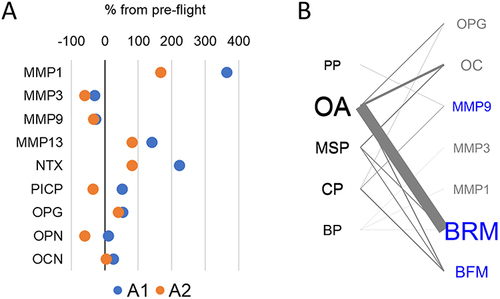 Figure 3 Spaceflight-induced changes in tissue degradation and bone turnover factors. (A) For each astronaut (A1 and A2), the percentage change from pre-flight was calculated and plotted for reported factors. (B) Map of associations between painful conditions and the reported factors. The size of the letters is proportional to the frequency of mention; the thickness of the connecting lines is proportional to the total number of patients in reported studies, blue font indicates consistently positive association, red font indicates consistently negative association, grey font: variable association or no association.