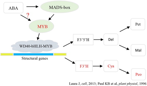 Figure 7. The probable anthocyanin biosynthesis mechanism of deeper coloring bud mutation in (Br) and Be (ABA) cultivars. The whole process takes place in natural conditions; the red pathway may demonstrate the effects of ABA. Del, delphinidin; Pet, petunidin; Mal, malvidin; Cya, cyanidin; Peo, peonidin.