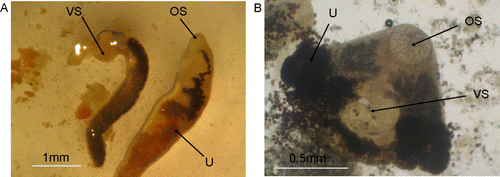 Figure 7  Adult trematodes in New Zealand passerines. A, Adult trematodes from the gallbladder of a North Island saddleback. B, Adult trematode found in the large intestine of a tui. OS, oral sucker; BS, ventral sucker; U, uterus.