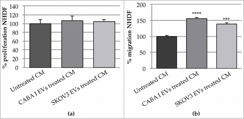 Figure 6. Effects of the CM from untreated and treated fibroblasts on neighbouring fibroblasts (a): proliferation of fibroblast treated with CM NHDF, CM NHDFCI and CM NHDFSK. Data (means±SD) were represented as percentage and the proliferation of fibroblasts treated with CM NHDF was set 100%. (b): fibroblasts migration assay in presence of CM from untreated and EVs treated fibroblasts. Data (means±SEM) were represented as percentage and the migration of fibroblasts treated with CM-untreated was set 100%. (**p < 0,01).