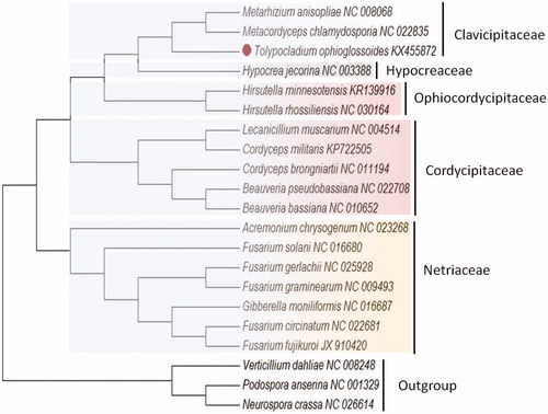 Figure 1. Phylogenetic analysis of T. ophioglossoides and mitochondrial genome of the related species. The ML-tree is based on 14 concatenated core mitochondrial proteins from 18 Hypocreales genomes. Podospora anserine, Neurospora crassa, and Verticillium dahliae were used as the outgroup. The evolutionary history was inferred using the neighbour-joining method. Evolutionary analyses were conducted using MEGA7 (Kumar et al., Citation2016).