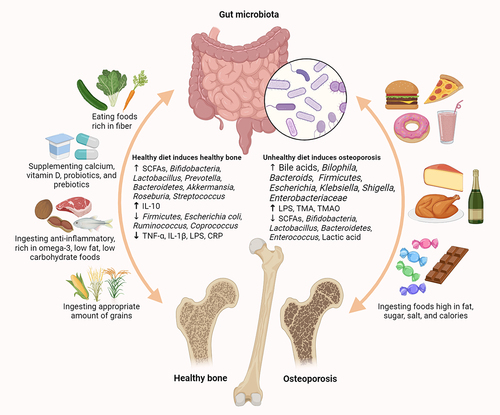 Figure 5. Different impacts on bone by modulating gut microbiota and its metabolites under different dietary recommendations. The reasonable dietary patterns integrate the characteristics of healthy dietary patterns, such as a Mediterranean diet and an anti-inflammatory diet, mainly including the diversified food, high fiber intake, low sugar intake, low fat intake, and high grains intake, thereby maintaining the bone health and preventing osteoporosis. On the contrary, unhealthy dietary pattern (such as Western diet), represented by high-fat, high sugar, high salt, and high calorie dietary intake, is not conducive to maintaining the intestinal and bone health. SCFAs, short chain fatty acids; TMAO, trimetlylamine oxide; TMA, trimethylamine; LPS, lipopolysaccharide; TNF-α, tumor necrosis factor-α; CRP, C-reactive protein; IL-10, interleukin-10; IL-1β, interleukin-1β.