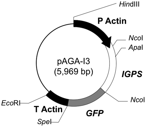 Fig. 3. Structure of the recombinant plasmid pAGA-I3.