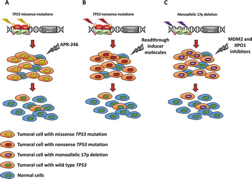 Figure 5. Putative models and future perspectives for p53 targeting according to the mutation and deletion status of the gene. (a) TP53 missense mutations reduce or abolish the normal activity of p53. APR-246 belongs to a new class of compounds that modulate p53 refolding and selectively induce apoptosis in cancer cells with mutant TP53. On these grounds, APR-246 may restore p53 configuration and function in cells carrying TP53 conformational missense mutations, thus leading to tumor regression. (b) In the case of TP53 nonsense mutations, APR-246 is not able to restore the physiological function of the p53 protein. Conversely, readthrough inducing molecules (e.g. G418, gentamicin, amikacin) may allow the ribosome to continue translation until the physiological stop codon is encountered resulting in a full-length p53 protein. Readthrough inducing molecules restore the function of a p53 truncated protein with a mechanism that is not completely understood. (c) In cells harboring monoallelic 17p deletion, inhibitors of MDM2 (eg: RG7388) and of XPO1 (eg: selinexor) might potentiate the activity of the residual normal p53 protein translated from the wild type allele