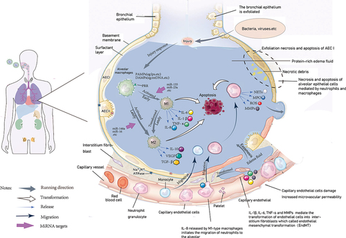 Figure 1. Cell response plots of acute lung injury. When infected bacteria or viruses, macrophages act as the first line of defense, the alveolar macrophages identify PAMPs (such as bacterial lipopolysaccharides, phosphate acid, etc.), and polarize to M1 type, release proinflammatory cytokines, including IL-6, IL-8, TNF-α in response to damage, then cell endogenous damage product DAMPs (such as mitochondrial DNA, etc.), combined with macrophage surface receptor, further stimulate the production of pro-inflammatory cytokines. The release of a large number of inflammatory factors then leads to tissue damage.Therefore, in the late stage of injury, macrophages are polarized to M2 type to cope with the pro-inflammatory changes of M1 type, release anti-inflammatory cytokines such as IL-10, and maintain the counterbalance of inflammation in the body. When uncontrolled inflammation breaks the balance between pro-inflammatory and anti-inflammatory conditions, it then leads to epithelial and endothelial cell damage, which eventually develops into acute lung injury. On the other hand, the proinflammatory cytokine IL-8 promotes neutrophil activation and migration to the alveoli, and releases MMPs, MPO, as well as NETs, to exert antibacterial effects. In the later stage of the disease, under the combination of proinflammatory cytokines such as IL-1 β and TNF- α, MMPs released by neutrophils act on microvascular endothelial cells to transform endothelial cells into stromal fibroblasts, further disrupt microvascular structure, affect gas exchange, and eventually develop into ARDS. PAMPs, nonendogenous pathogen-associated molecular patterns; DAMPs, damage associated molecular patterns; MMPs, matrix metalloproteinases; MPO, myeloperoxidase; NETs, neutrophil extracellular traps; ARDS, acute respiratory distress syndrome.