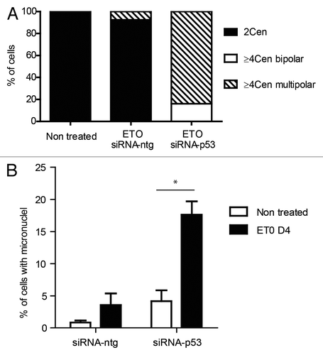 Figure 6. Effect of silencing TP53 on genome instability in PA-1 cells after ETO treatment. PA-1 cells were treated with 8 µM ETO for 20 h, then washed and examined at the indicated time points for the (A) the proportion of normal (2 centrosomal; 2 cen), ≥ 4 cen bipolar and ≥ 4 cen multipolar mitoses and (B) micronucleation. (A) Cells were treated as before and then examined by IF staining for pCHK2 and α-tubulin. Silencing of TP53 caused multi-centrosomal mitoses (≥ 4 cen) that were mostly multi-polar or showed coalescence of centrosomes in two poles. (B) Cells were treated as before and then assessed for the extent of micronucleation following DNA in situ staining. An increase in the proportion of interphase cells with micronuclei was observed in response to ETO treatment. Silencing of TP53 significantly increased the amount of micronucleation, which was further enhanced in response to ETO (p < 0.05). Data are representative of three independent experiments.