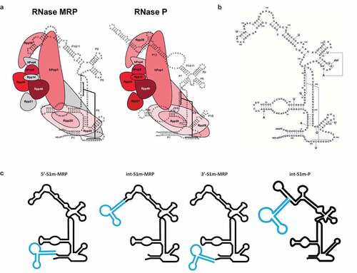 Figure 1. Schematic structures of human RNase MRP and RNase P. (a) Secondary structure of the RNase MRP and P RNAs with the relative positions of the protein subunits based on intermolecular interaction data. It is unclear whether Rpp14, Rpp21 and hPop4 (depicted in grey) stably bind to the RNase MRP complex. Figure adapted from Welting et al [Citation1]. (b). RNase MRP mutations used in this study. (c) The S1m aptamer (blue) is fused to either the 5’- and 3’-end of the MRP RNA (black) or inserted internally (int) between nucleotides 158 and 159. In case of the RNase P RNA the S1m-aptamer was inserted internally between nucleotides 209 and 210.