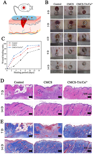 Figure 7 (A) Rat wound model. (B) Images showing the state of the wound at various times. (C) Wound healing rate. (D) H&E and (E) Masson staining on day 7 and 14 for various groups.