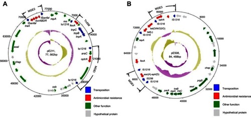 Figure 1 The structure of two pheromone-responsive conjugative multiresistant plasmids carrying a mobile optrA locus from E. faecalis in this study (A) The structure of the plasmid pE211. The positions of two mobile elements (MGE1 and MGE2), and Tn558 were indicated in bold vertical lines and arrows outside the plasmid, (B) The structure of the plasmid pE508. The positions of two mobile elements (MGE3 and MGE4) were indicated in bold vertical lines and arrows outside the plasmid. The circles display (from the outside to inside): (i) the size scale in bp; (ii) the positions of predicted coding sequences transcribed in the clockwise orientation; (iii) the positions of predicted coding sequences transcribed in the counterclockwise orientation; (iv) the GC content plotted against 50%, with orange indicating >50% and purple indicating <50%; and (v) GC skew [(G-C)/(G+C)] in a 10,000 bp window. Genes are colour-coded, depending on functional annotations: blue, transposition; red, antimicrobial resistance; green, other function; gray, hypothetical protein.