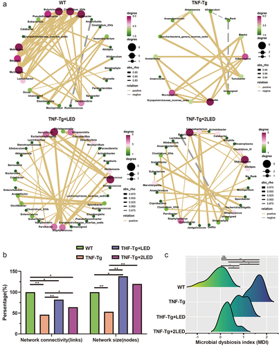 Figure 3. Analysis of the gut bacteria co-occurrence network between the WT group, TNF-Tg group, TNF-Tg+LED group and TNF-Tg+2LED group. (a) Nodes of the network are colored by the degree corresponds to relative abundance of the bacteria. (b) The analysis of four groups co-occurrence network of gut bacteria. (c) The microbial dysbiosis index (MDI) of four groups mice.