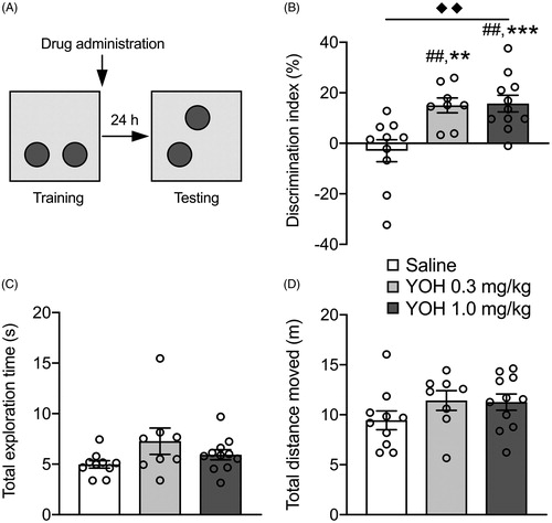 Figure 2. Posttraining administration of the noradrenergic stimulant yohimbine dose-dependently enhances the consolidation of object location memory. Data are shown as mean ± SEM. (A) Experimental design of the object location memory (OLM) task. Mice were trained for 3 min followed immediately by a subcutaneous injection of yohimbine (YOH, 0.3 or 1.0 mg/kg) or saline. Object location memory was tested 24 h later during which one of the objects was relocated to a novel location. (B) Both the higher and lower dose of yohimbine improved memory performance on the object location retention test compared to saline. (C) Yohimbine treatment did not affect total exploration time of the two objects during the retention test. (D) Yohimbine treatment did not affect the total distance moved during the retention test. saline: n = 10, YOH 0.3 mg/kg: n = 8, YOH 1.0 mg/kg: n = 11. ◆◆ p < .01, main effect of drug administration; ## p < .01, difference from saline; ** p < .01,*** p < .001, difference from chance level.
