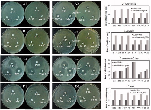 Figure 6. Antimicrobial activities against P. aeruginosa of standard antibiotics (A1) and antibiotics loaded with synthesized AgNPs 30 μl (500 ppm) (A2); against S. enterica (B1, B2); against V. parahaemolyticus (C1, C2); against E. coli (D1, D2), respectively. Abbreviation: E 15 (erythromycin, 15 μg/disc), NV 30 (novobiocin, 30 μg/disk), OL 15 (oleandomycin, 15 μg/disk), MY 15 (lincomycin, 15 μg/disc), P 10 (penicillin G, 10 Units/disc), VA 30 (vancomycin, 30 μg/disk).