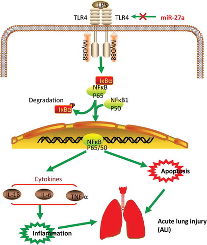 Figure 8. Scheme summarizing the protective effects of miR-27a on LPS-induced acute lung injury via the inhibiting TLR4/MyD88/NF-κB activation. LPS can induce NF-κB activation via TLR4-MyD88 signaling, IκBα acts as an inhibitor of NF-κB, Once the pathway is activated and IκBα is degraded, the NF-κB subunit p65 translocates from the cytoplasm to nucleus, which triggers the transcription of target genes, including TNF-α, IL-1β, and IL-6, and thus regulates inflammatory responses. However, miR-27a attenuates the release of pro-inflammatory cytokines by inhibiting TLR4/MyD88/NF-κB activation.