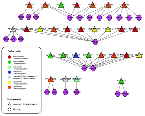 Figure 7. Autophagy responsive phosphorylation networks interfere with the apoptotic network, suggesting a phosphorylation dependent balancing of apoptotic and autophagic cell signal events. The phosphorylation network (localization probability > 0.9) of posttranslational/posttranscriptional modifiers including associated kinases was modeled by means of the NetworKIN algorithm. The color code indicates the cluster to which the sites are associated.