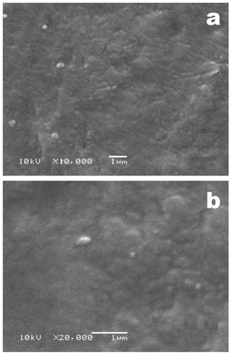 Figure 4. Scanning electron microphotographs of the mucoadhesive film [magnification: (a) ×10 000, (b) ×20 000].