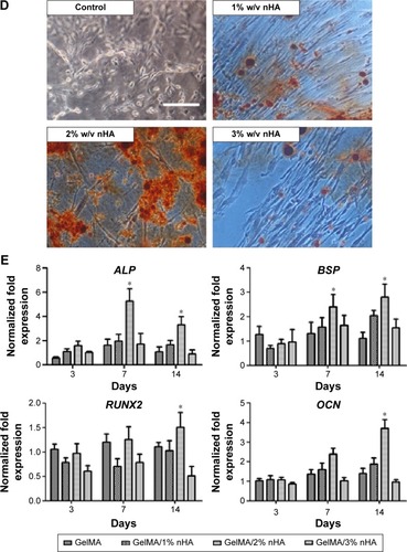 Figure 3 Cell viability, proliferation, and osteodifferentiation potential encapsulated in GelMA/nHA microgels.Notes: (A) Live/Dead staining showed that cell viability was not jeopardized in the 1% and 2% nHA groups, as compared to the pure GelMA group. However, dead cell number increased in the 3% nHA group (scale bar: 800 μm). MTT (B) and BrdU incorporation results (C) showed that hPDLSCs survived and proliferated better in the 2% nHA group than in other groups (*P<0.05). (D) Representative images of hPDLSCs encapsulated in microgels of different nHA concentrations after 10 days of osteoinductive culture (stained with Alizarin Red S staining, scale bar: 100 μm). (E) Relative expressions of ALP, BSP, RUNX2, and OCN of hPDLSCs (*P<0.05). Error bars represent the standard deviation of measurements performed on at least five samples.Abbreviations: GelMA, gelatin methacrylate; hPDLSCs, human periodontal ligament stem cells; nHA, nanohydroxylapatite; MTT, 3-(4,5-dimethylthiazol-2-yl)-2,5-diphenyl tetrazolium bromide; ALP, alkaline phosphatase; BSP, bone sialoprotein; RUNX2, runt-related transcription factor 2; OCN, osteocalcin.