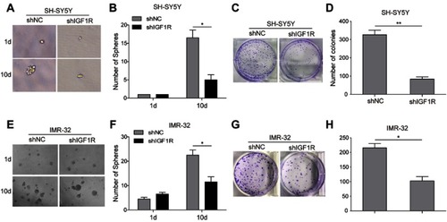 Figure 5 Knockdown of IGF1R attenuates cancer stem cell-like properties in NB cells. The sphere formation assay showed that IGF1R shRNA transfection dramatically reduced the ability of SH-SY5Y (A and B) and IMR-32 (E and F) cells to form spheres compared with the shNC group after 10-day incubation. The colony formation assay showed that much fewer and smaller colonies were observed when IGF1R was knocked down in both SH-SY5Y (C and D) and IMR-32 (G and H) cells. *P<0.05, **P<0.01 vs shNC group. All data are shown as the mean±SD based on three independent experiments.Abbreviations: NB, neuroblastoma; IGF1R, insulin-like growth factor 1 receptor.