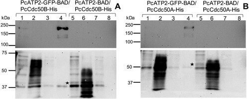 Figure 4. Co-immunoprecipitation of PcATP2-GFP-BAD with PcCdc50B-His or PcCdc50A-His. Lanes 1–4 correspond to the different steps of the assay with membranes co-expressing PcATP2-GFP-BAD and PcCdc50B-His (A) or PcCdc50A-His (B): (1) input, detergent-solubilized membranes, (2) flow-through or non-bound protein fraction, (3) washings, and (4) elution. Lanes 5–8 are equivalent to lanes 1–4 but with membranes co-expressing PcATP2-BAD and either, PcCdc50B-His (A) or PcCdc50A-His (B). The blots on the top panel were revealed with an antibody against the GFP to detect PcATP2-GFP-BAD, and the bottom one with the HisProbeTM to detect PcCdc50B-His and PcCdc50A-His (labelled with an asterisk).
