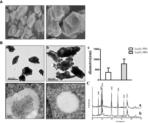 Figure 1 The characterization of the La2O3 NPs and La2O3 MPs. (A) The SEM images of La2O3 NPs (a) and La2O3 MPs (b) at high magnification, and the particles were in irregular sheet structure. Scale bar = 500 nm. (B) The TEM images of La2O3 NPs (a) and La2O3 MPs (b) at high magnification, showing aciniform aggregates and agglomerates in Figure 1Ba, and the average sizes of La2O3 NPs and La2O3 MPs in (c). (d) and (e): La2O3 NPs and La2O3 MPs bioaccumulate in scrotal tissues by TEM analysis. Scale bar = 1 μm. (C) The XRD patterns of the La2O3 NPs (a) and La2O3 MPs (b).