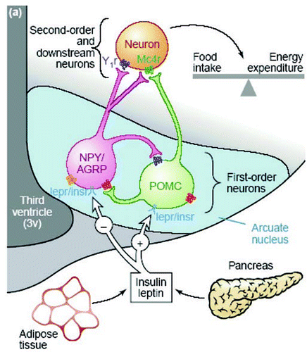 Figure 1 A schematic overview of the appetite regulatory pathways in the adult hypothalamus. (From ref. Citation9 with permission.)