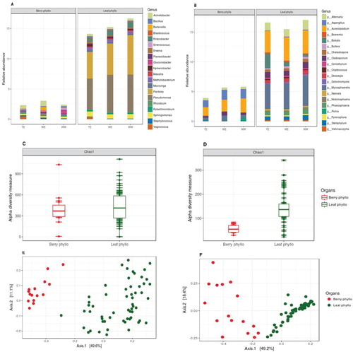 Figure 4. Relative abundances of (A) bacterial and (B) fungal genera present on leaf and berry samples, also grouped within their genetic pools (top 20 taxa, characterized to the genus level, datasets were rarified to 5000 sequence reads per sample). Chao1 estimates of α-diversity for (C) bacterial and (D) fungal data-sets for both the organ types. PCoA plots using Bray-Curtis distance between samples for (E) bacterial and (F) fungal data-sets as per leaf and berry samples based on Bray-Curtis distance matrices, explaining >60% variations with first two axes (taxa with variance < 1e-05 were trimmed).