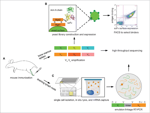 Figure 1. Overview of the experimental approach. (A) Mouse is immunized at footpad with ricin A chain, and peripheral lymphoid organs, including bone marrow, spleen, and draining lymph node are isolated after 3 booster immunizations. (B) Total cells in bone marrow and spleen are collected, and VH and VL mRNA are reverse transcribed and amplified, which are used to construct scFv libraries, respectively. These are selected against ricin A chain using yeast surface display to isolate high-affinity binders. VH and VL cDNAs are also sequenced on an Illumina platform. (C) CD138+ antibody secreting cells are isolated from draining lymph node, and processed through our high-throughput VH:VL pairing platform.