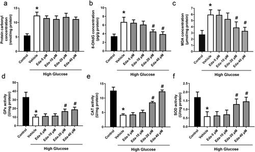 Figure 3. Edaravone inhibits oxidative stress in Müller cells cultured in high glucose. Figure 2(a–c) shows the changes in oxidative injury indicators (protein carbonyl, 8-OHdG and MDA). Figure 3(d–f) shows the changes in antioxidative enzyme activities (GPx, CAT and SOD). Eda: edaravone. 8-OHdG: 8-hydroxy-desoxyguanosine; MDA: malondialdehyde; GPx: glutathione peroxidase; CAT: catalase; SOD: superoxide dismutase. *p < 0.05 compared to the control group. #p < 0.05 compared to the vehicle group. N = 12.