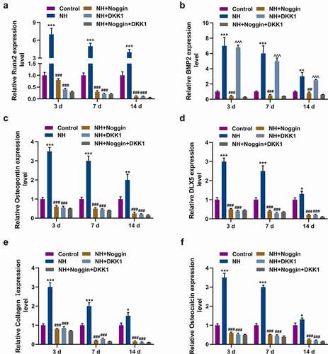 Figure 3. NH upregulated osteogenic gene expressions in BMSCs. (a-f) RT-qPCR was performed to detect the effects of NH on the expressions of osteogenic genes [Runx2, BMP2, Osteopontin (OPN), DLX5, Collagen I and Osteocalcin (OCN)] in Control group, NH group, NH+Noggin group, NH+DKK1 group and NH+Noggin+DKK1 group on days 3, 7 and 14. Each experiment was repeated three times, and β-actin served as an internal control (BMSCs: bone mesenchymal stem cells; RT-qPCR: real-time quantitative polymerase chain reaction; NH: Neohesperidin; *P < 0.05, **P< 0.01, ***P< 0.001, vs. control, ##P < 0.01, ###P < 0.001 vs. NH, ^^^P< 0.001 vs. NH+Noggin+DKK1).