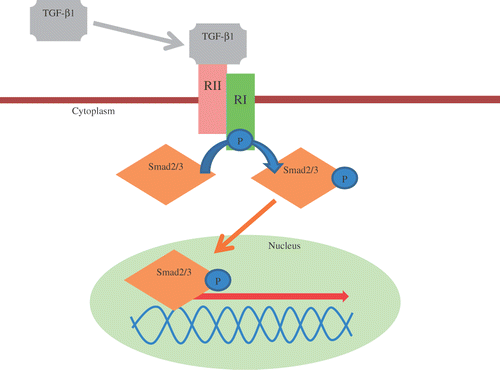 Figure 2. TGF-β/Smad pathway. Notes: The signalling response to TGF-β1 is mediated by its two receptors TGF-β RII for binding and TGF-β RI for phosphorylation at the cell surface and the intracellular substrates, the Smad proteins. TGF-β: transforming growth factor β; RI: transforming growth factor β receptor 1; RII transforming growth factor β receptor 2.