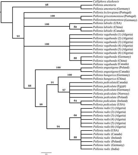 Figure 1. Maximum parsimony consensus phylogram of 41 cytochrome c oxidase I (COI) sequences from nine Pollenia species and one outgroup (Calliphora alaskensis) based on 10 000 bootstrap replicates.