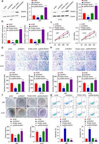 Figure 3. RUNX1 regulates tumor cell proliferation, migration and invasion. (a-b) The knockdown or overexpression of RUNX1 after the transfection with si-RUNX1 or pcDNA-RUNX1 expression vector was analyzed by Western blot and qRT-PCR in U87 and A172 cells. (c) CCK-8 assay in cells after transfection with si-NC, si-RUNX1, Empty vector or pcDNA-RUNX1. (d) Transwell migration assay, (e) Transwell invasion assay, (f) colony formation assay, (g) apoptosis were performed in U87 and A172 cells after transfection with si-NC, si-RUNX1, Empty vector or pcDNA-RUNX1. Each sample was repeated at least 3 times. * P < 0.05, ** P < 0.01, and *** P < 0.001