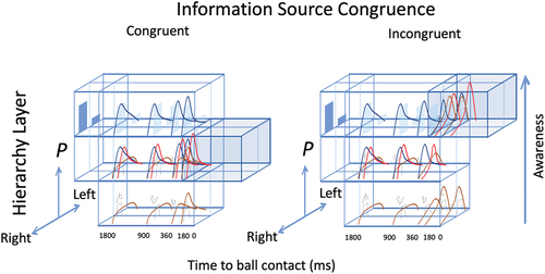 Figure 10. Hierarchical Information Integration Model of Skilful Anticipation (HIIMSA). The HIIMSA model depicts how prior shot outcome probabilities information may be integrated with kinematic shot direction information during a left to right direction decision about a shot outcome. An example of congruent information integration is presented in the left half of the figure (shot outcome probability—rightward shot, kinematic information—rightward shot) and incongruent information integration in the right side (shot outcome probability—rightward shot, kinematic information—leftward shot). Shot outcome probability (9 right, 2 left) is represented in the blue bars in the top layer of the hierarchy and forms the initial top-down prior belief about the actual shot outcome before the shot has begun. The bottom layer represents the sensory evidence (i.e. likelihood) from the kinematic information about a shot outcome over time. Note the left-right probability changes over time as the shot evolves toward ball contact, with a higher peak representing greater probability and the skewness of the distribution curve representing the left-right shot direction. The kurtosis representing the certainty. Initially, the middle layer represents the integration of sensory evidence (i.e. The likelihood, brown distribution line) and the shot outcome probability (i.e. prior, blue distribution line) forming the posterior probability (red distribution lines). As shots evolve over time toward ball racket contact (see millisecond values before ball contact) the previous posterior probability distribution forms the subsequent prior distribution, which could be determined by pick up of kinematic information from a fixation for example. This new sensory evidence is then integrated with the new prior to form the new posterior probability for each information pick up iteration. In the case of congruent information, a higher posterior probability peak is reached with fewer iterations (i.e. earlier in time, approximately 180 ms). When a response window (i.e. A window in time when a timely response can be initiated, blue shaded box) is reached and the posterior probability is above a decision threshold, a response is initiated. In the case of incongruent information, at 360 ms the kinematic information about shot direction in the sensory evidence conflicts with the shot outcome probability prior, which results in a sufficient amount of prediction error to engage the next upper layer of the hierarchy and is reflected in increased awareness. More iterations are required for the posterior probability to reach the decision threshold. This results in a longer response time for the incongruent case. The sensory evidence at the later stage of the shot carries greater probability and weights more heavily onto the posterior probability and subsequent prior iterations. Effort can drive top-down attentional processes by narrowing the distribution width of the prior and increases the likelihood that there will be mismatch between the sensory evidence and the prior, resulting in increased prediction error and engagement of the higher layers thereby increasing awareness and shifting of the subsequent prior, which may facilitate the acquisition of skill.