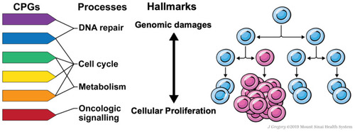 Figure 1 Proposed model of cancer genetic predisposition through a micro-evolutionary perspective. Pathogenic germline variants of cancer predisposition genes (CPGs) affecting a host of cellular pathways including DNA repair, oncogenic signaling, metabolism, and cell cycle, among others, can predispose to human cancer on a spectrum from increasing mutation acquisition and cellular proliferation. While the cancer predisposition field has traditionally focused on dysfunctional DNA repair as a mechanism of carcinogenesis largely through increasing clonal diversity, we propose that additional pathways that might also confer clonal fitness advantages that are important to consider in a cancer predisposition model.