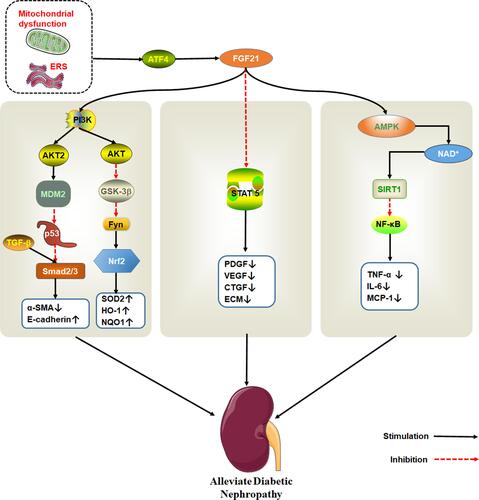 Figure 5 The therapeutic effect of FGF21 on DN. Endoplasmic reticulum stress activates ATF4, which induce FGF21 expression. FGF21 protects kidney damage by activating multiple signaling pathways. PI3K/AKT pathway is shown to the left, STAT5 pathway in the middle and AMPK/SIRT1 on the right.