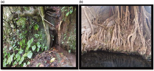 Figure 5. Rooting system of the trees around springs. (a) Roots grown in fractured rock (b) water collected around the roots.