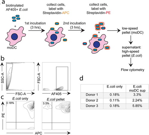 Figure 5. Flow cytometry-based analysis of E. coli expulsion by moDC.