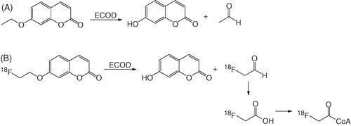 Scheme 3. (A) Metabolism of 7-ethoxycoumarin and (B) proposed metabolism of 18F-FEC by ECOD.