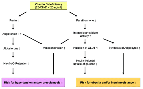 Figure 2. Vitamin D-deficiency and development of hypertension and insulin resistance (possible mechanisms).
