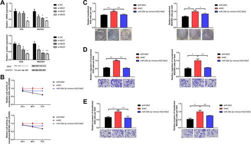 Figure 3 Effects of blocking MAZ expression on cellular function. (A) MAZ knockout efficiency of siRNA. (B) MTT assay detected cell viability. (C) Colony forming assay. (D) Transwell assay detected cell migration. (E) Transwell assay detected cell invasion. *P < 0.05, **P < 0.01.