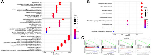 Figure 4 Bioinformatics analyses of the potential biological pathway. (A and B) GO and KEGG enrichment analyses were constructed, where larger dot size is correlated with higher counts and darker red color is related to the lower p-value. (C) Four representative GSEA results were shown.