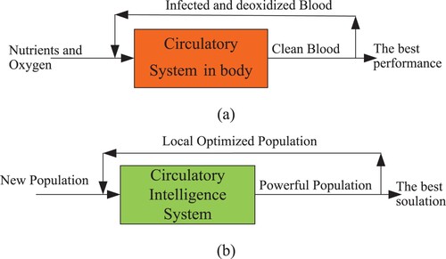 Figure 2. The blood circulatory (a) and equivalent optimizer (b) process.