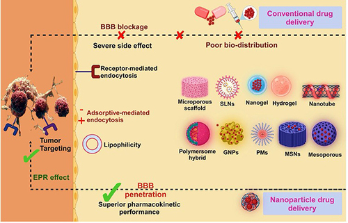 Figure 1 Depiction of biopolymers that improve upon standard drug delivery barriers. EPR boosts the efficiency of tumor destruction (Created with BioRender.com).