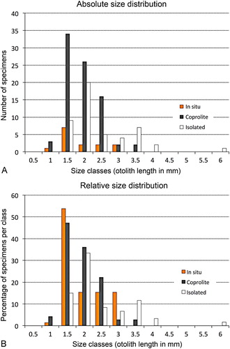 FIGURE 6. Otolith sizes (Cavenderichthys sagittae) found within fish skeletons (in situ, orange columns), coprolites (charcoal columns), and isolated (white columns). A, absolute number of otolith specimens per size class; B, frequency (%) of otoliths per size class.