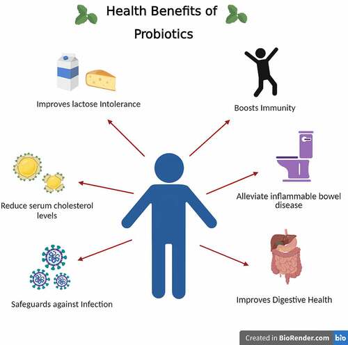 Figure 3. Proposed health benefits of probiotic beverages