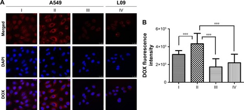 Figure 11 Cellular uptake study of DOX·HCl and HA-ss-FA/DOX micelles in A549 cells and L02 cells using CLSM.Notes: (A) CLSM images of A549 cells incubated with (I) DOX·HCl, (II) HA-ss-FA/DOX, and (III) HA-ss-FA/DOX with CD44 antibody (inhibition experiment as a negative control) for 4 h and (IV) L02 cells (CD44 receptor expression negative cell line, as a negative control) incubated with HA-ss-FA/DOX for 4 h. Magnification ×400. (B) Mean fluorescence intensity of DOX in A549 cells incubated with (I) DOX·HCl, (II) HA-ss-FA/DOX, and (III) HA-ss-FA/DOX with free CD44 antibody for 4 h, and (IV) L02 cells incubated with HA-ss-FA/DOX for 4 h (mean ± SD, n=20). ***P<0.001.Abbreviations: CLSM, confocal laser scanning microscopy; DAPI, 4′,6-diamidino-2-phenylindole; DOX, doxorubicin; DOX·HCl, DOX hydrochloride; FA, folic acid; HA, hyaluronic acid; SD, standard deviation.