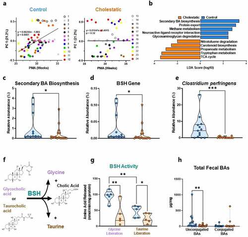 Figure 2. Cholestasis disrupts microbiota maturation. (a) Position on PC Axis 1 increases linearly with increasing PMA in control neonates; this pattern is absent in cholestatic neonates (n = 49–64). (b) LEfSe analysis identified secondary bile acid biosynthesis as the most enriched pathway in control neonates compared to cholestatic neonates 32–40 weeks PMA (n = 13–17). Relative abundances of (c) the secondary bile acid biosynthesis pathway, (D) the BSH gene, and (e) the BSH-carrying bacterium Clostridium perfringens are reduced in cholestatic neonates at 32–40 weeks PMA (n = 13–17). (f) Schematic of BSH activity assay. (g) Glycine deconjugation is preferred over taurine deconjugation in stool from control neonates; BSH activity is reduced in stool from cholestatic neonates (n = 5–6). (h) Total fecal unconjugated bile acids are reduced in cholestatic neonates, although the quantity of fecal conjugated bile acids is unchanged between groups (n = 16–18). BA, bile acid; BSH, bile salt hydrolase; LDA, linear discriminate analysis; LEfSe, linear discriminate analysis effect size; PC, principal coordinate; PMA, post-menstrual age.