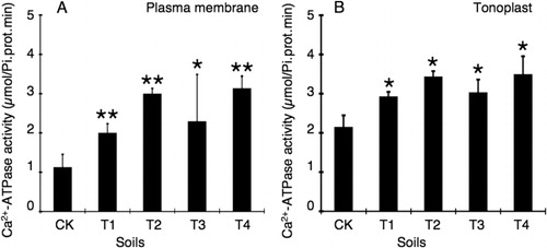 Figure 3. Activities of Ca2+-ATPase in plasma membrane (A) and tonoplast (B) of leaves from the oil sunflowers grown in soils mixed with different dosage FGDB or CaSO4. Compared to the CK control soils, *p<0.05, **p<0.01. Data represented as mean±SD of an N of 30 for each condition.