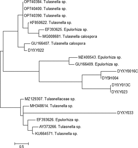 Figure 2. Neighbor-joining phylogenetic tree analysis of the ITS sequences of mycorrhizal fungi isolated from the P. hirsutissimum roots. Bootstrap values (%) out of 1000 resamplings are represented at each node.