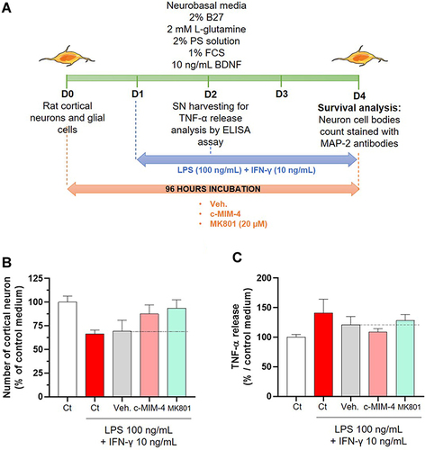 Figure 8 C-MIM-4 displays anti-inflammatory effects in a cellular model of neuronal inflammation. (A) Representative scheme of the experimental protocol. Briefly, rat glial cells (astrocytes/microglial cells) and rat cortical neurons were co-cultured during 8 days before treatment initiation with either Veh., c-MIM-4, or MK801 (20 µM). The treatments were applied for 24 hours, before adding or not LPS (100 ng/mL)/IFN-γ (10 ng/mL) for an additional 24 hours. At this time, supernatants (SN) were harvested and frozen for further ELISA analysis. The tested items ± LPS/IFN-γ were incubated another 48 hours before neurons survival analysis. The latter was performed after cell fixation, permeabilization and staining with a monoclonal anti-microtubule associated protein 2 (MAP-2) antibody, specific towards neuron cell bodies and neurites. Images of each culture wells were taken and the fluorescence was quantified. BDNF, brain-derived neurotrophic factor; FCS, fetal calf serum; PS, penicillin – streptomycin. (B) Effect of a 96 hours c-MIM-4 treatment on rat primary cortical neurons survival, in presence of LPS (100 ng/mL)/IFN-γ (10 ng/mL), expressed in percentage of control medium. The results are presented as the mean ± SD of n = 6 technical replicates. (C) Effect of a 48 hours treatment by c-MIM-4 on TNF-α release by astrocytes and microglial cells, expressed as percentages of control medium (mean ± SD of n = 6 technical replicates). In this experiment, the cells were pre-incubated during 24 hours with either Veh., c-MIM-4 or MK801, then LPS (100 ng/mL)/IFN-γ (10 ng/mL) was added for an additional 24 hours. The black dotted lines highlight the effect of c-MIM-4 compared with the Veh.